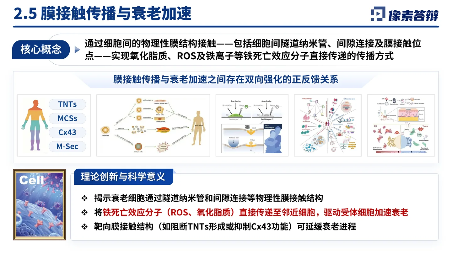 国家杰青(青年科学基金项目A类)答辩PPT模板(铁死亡与衰老炎症)代表性发现与实验证据页面参考