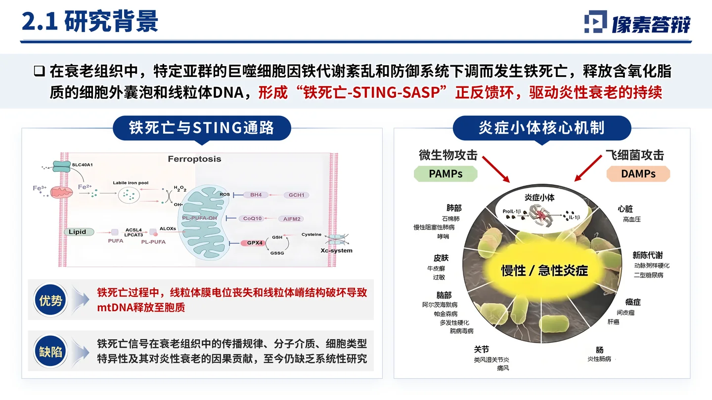 国家杰青(青年科学基金项目A类)答辩PPT模板(铁死亡与衰老炎症)研究背景与问题来源页面参考