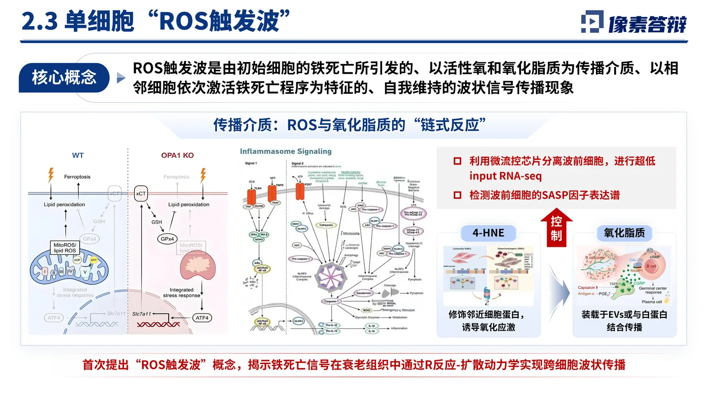 国家杰青(青年科学基金项目A类)答辩PPT模板(铁死亡与衰老炎症)核心概念与机制图解页面参考