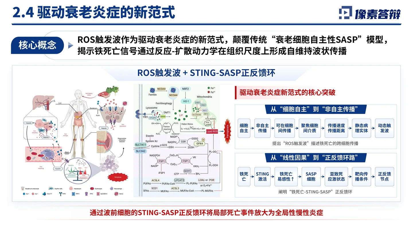 国家杰青(青年科学基金项目A类)答辩PPT模板(铁死亡与衰老炎症)新范式与理论框架页面参考